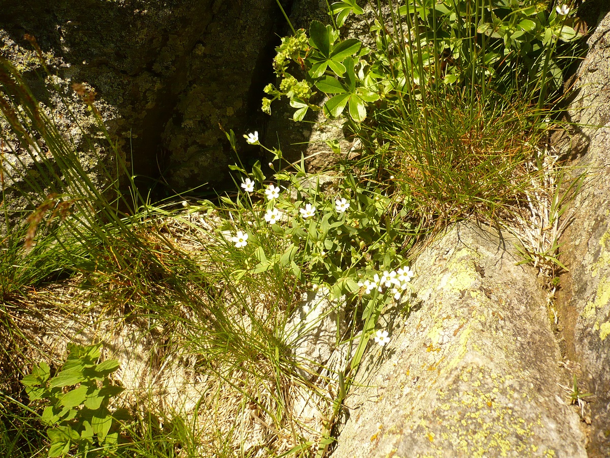 Atocion rupestre (Caryophyllaceae)